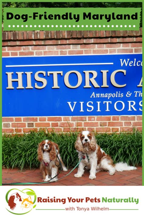dog friendly maryland.